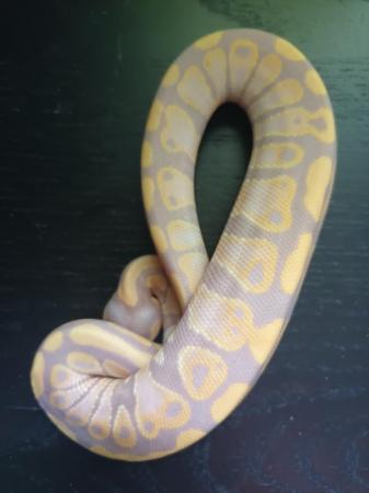 Image 5 of cinnamon banana het clown ball python hatchling