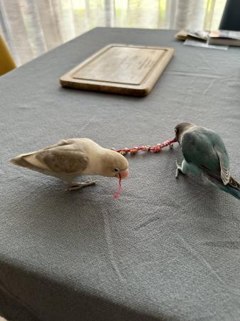 Image 6 of Pair of masked lovebirds for sale