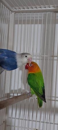 Image 3 of Proven breeding pair of love birds