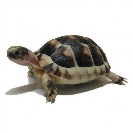 Image 4 of Captive Bred Baby Marginated Tortoise (Testudo marginata)