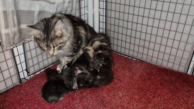 Image 15 of Gccf/ tica maine coon kittens microchipped and vaccinated