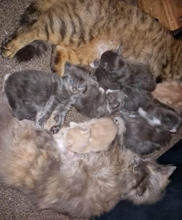 Image 5 of SILVER TIPPED TABBY KITTENS