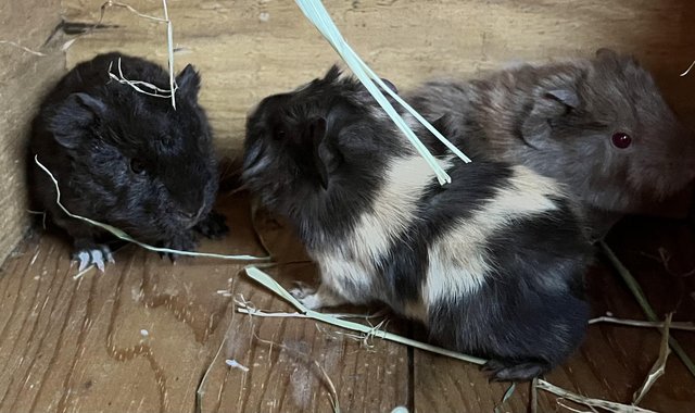 Image 2 of Triplet Guinea pigs - all female
