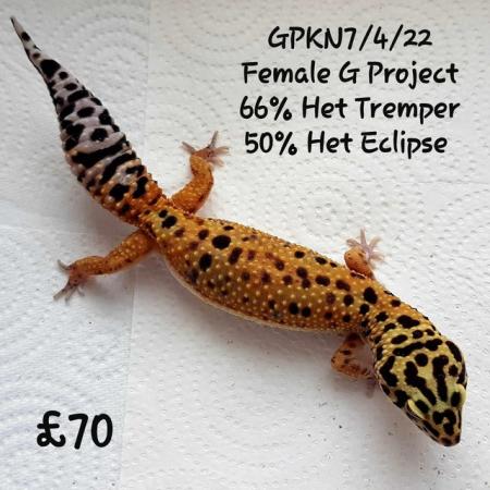 Image 2 of Leopard Geckos Available For New Homes