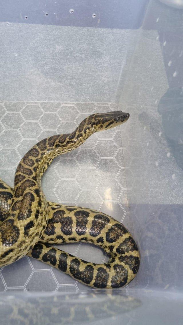 Preview of the first image of ??Yellow anaconda for sale:)??.