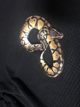 Image 6 of Snake Collection for sale