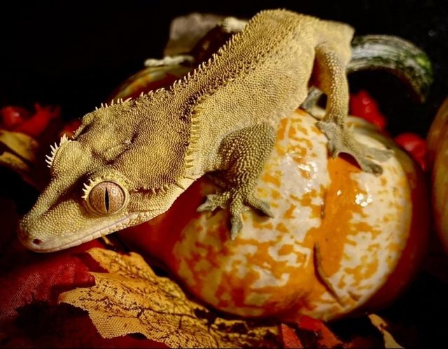 Preview of the first image of Male crested gecko no tail.