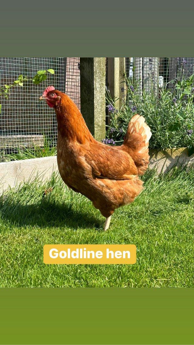 Preview of the first image of Goldline hens at point of lay.