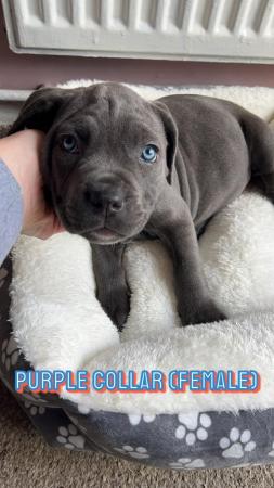Image 7 of 8 week old  Cane corso pups  kc reg & chipped
