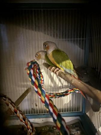 Image 5 of Male and female conure both 10 years please