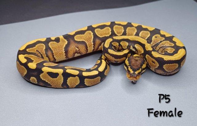Image 2 of Various Hatchling Ball Python's CB23 - Availability List