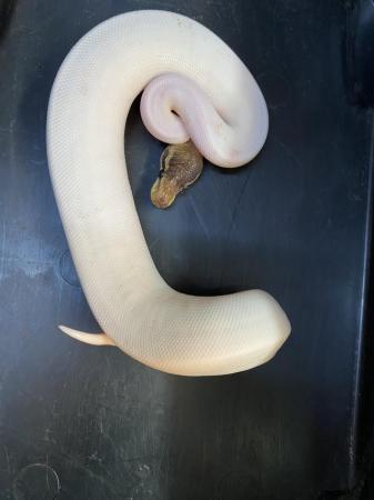 Image 4 of Cinnamon yellowbelly high white pied royal python £225