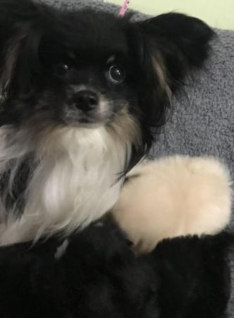 Image 4 of Toy poodle x papillon super tiny fully vaccinated