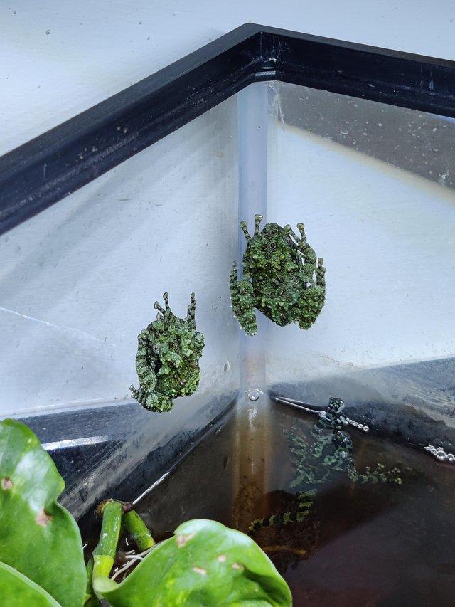 Preview of the first image of Vietnamese Mossy frogs (Theloderma corticale).