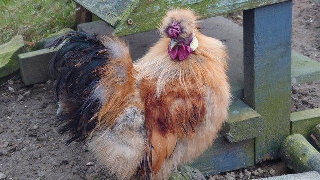 Image 1 of Silkie Mini Cockerel Growers forsale