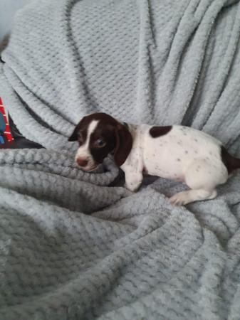 Image 22 of 8 week old mini dach x Springer spaniel pups