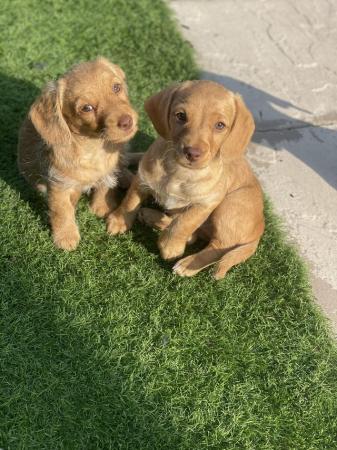 Image 9 of Dachshund x poodle puppies