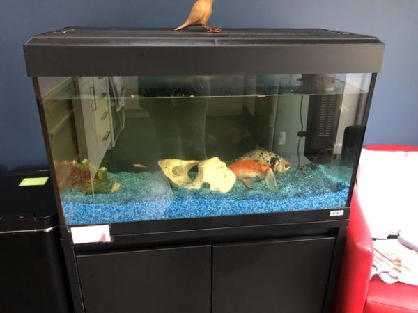 Image 2 of Fish and Tank For a Good Home