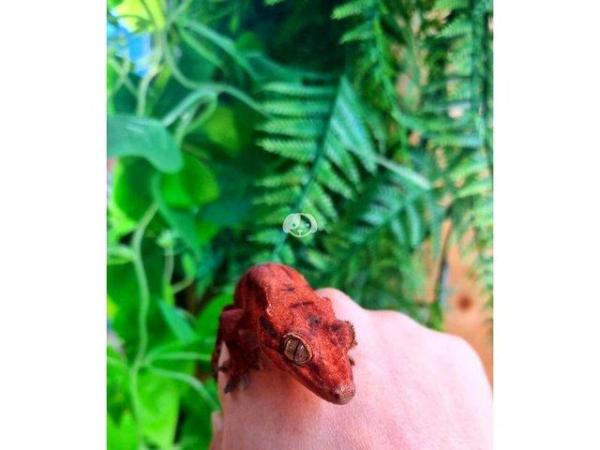 Image 6 of OMG RARE RED GECKO'S (1 Left)