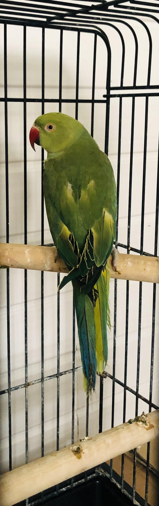 Beautiful Indian ringneck talking parrot for sale