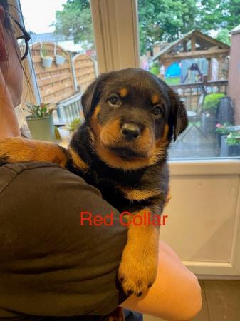 Image 10 of Rottweiler Puppies Ready to Leave Now
