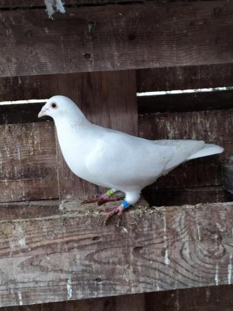 Image 5 of PURE WHITE LOGAN PIGEON FOR SALE
