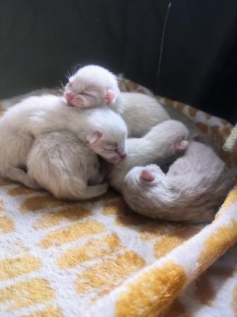 Image 4 of Flame point siamesse kittens