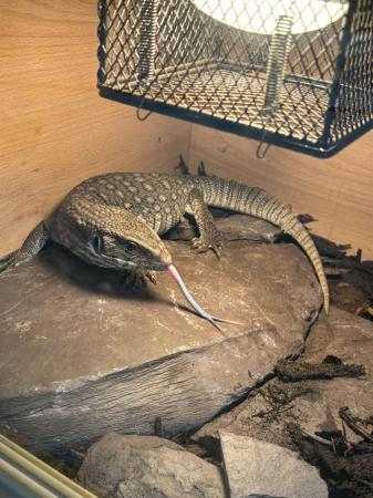 Image 1 of Bosc monitor for sale with full setup