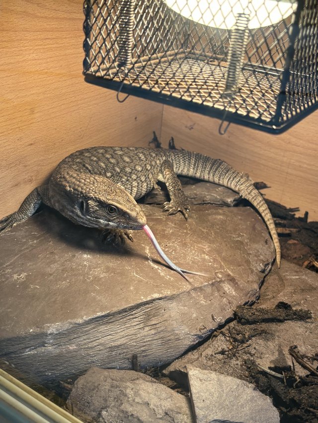 Preview of the first image of Bosc monitor for sale with full setup.
