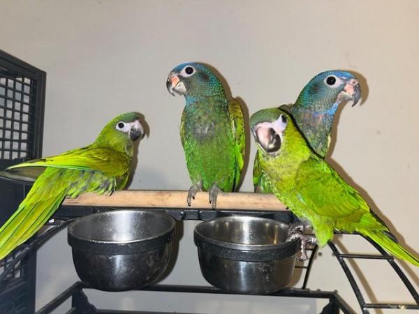 Image 2 of Hand Reared baby Parrots Hanhs Macaws