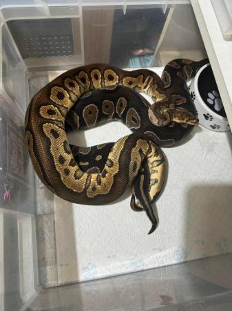Image 5 of 18 Month old Volcano clown Royal python