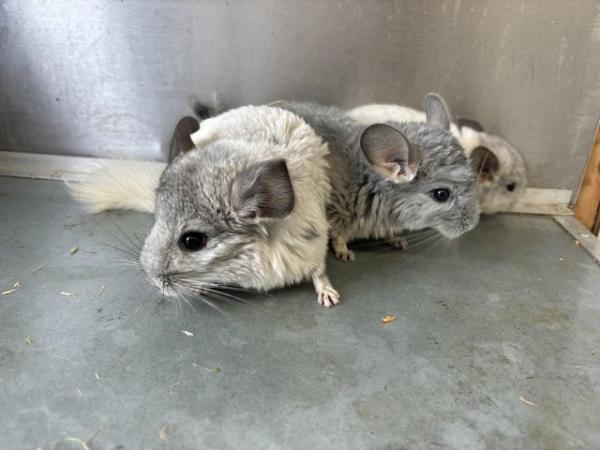 Image 2 of Various chinchillas available