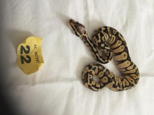 Image 7 of Female super pastel baby royal python