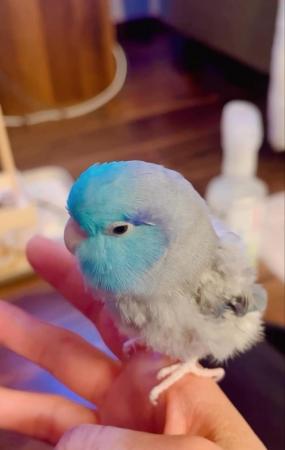 Image 2 of WANTED TO BUY COPY IN PICTURES MALE PARROTLET