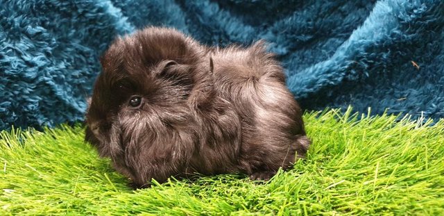 Image 3 of lovely Female (Sows) Guinea Pigs for Sale