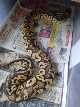 Image 1 of Female pastel yellow belly