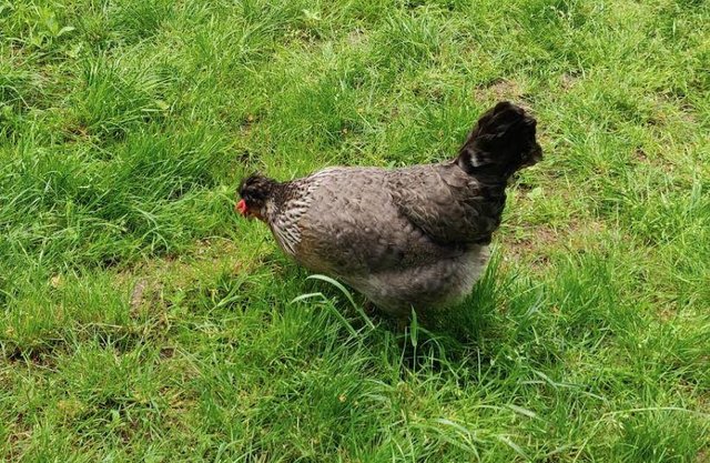 Image 2 of Hen with Blue eggs for sale