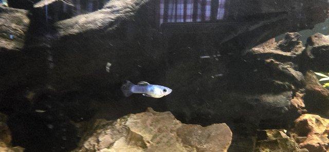 Image 3 of Panda guppies for sale.