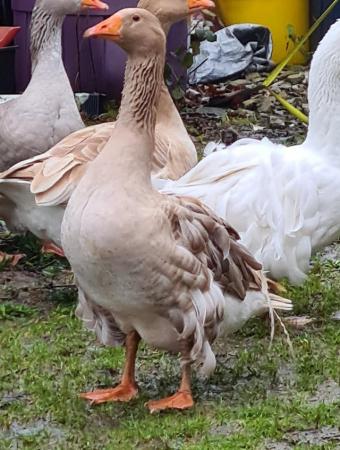 Image 3 of Buff Sebastopol geese gander buff gosling