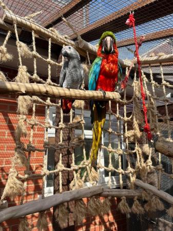 Image 5 of Harlequin macaw chick for sale