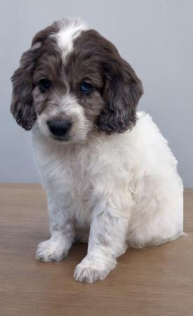 Image 9 of Showtype miniature cockapoo ready to leave both vacainations