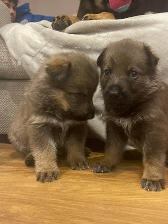 Image 4 of PB German Shepherd Puppies - Ready 29.4.24