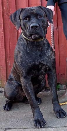 Image 1 of Presa canario needs new home no time wasters