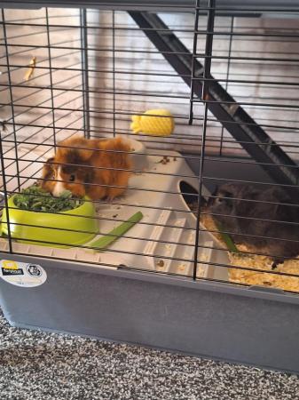 Image 4 of 7month old male guinea pigs and set up