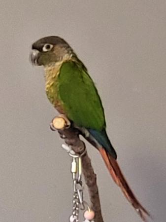 Image 3 of Two green cheek conures