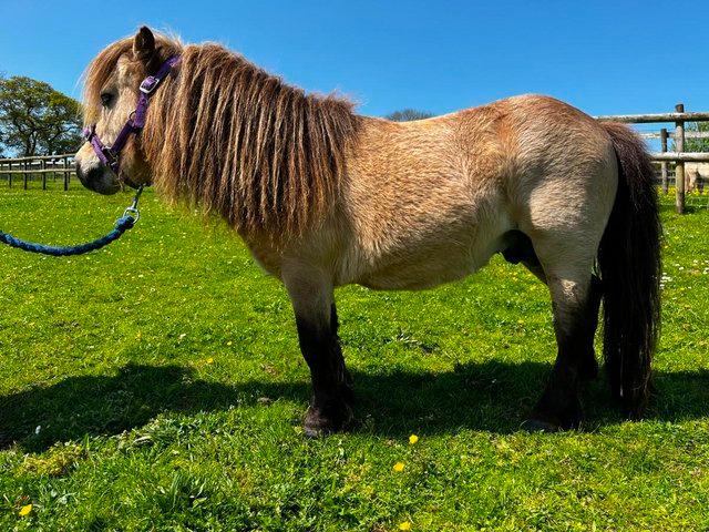 Preview of the first image of REDUCED Tiny Buckskin Miniature Shetland Stallion - Proven.