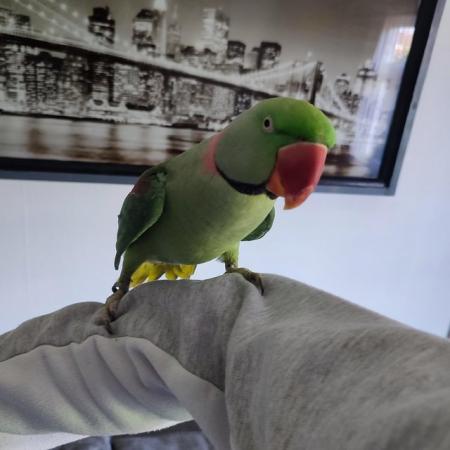 Image 1 of Alexandrine parrot available