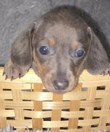 Image 3 of Miniature dachshund puppies 10 weeks old ready to leave