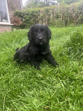 Image 2 of Bordoodle/colliepoo pups ready to from 27th june