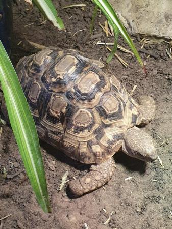 Image 5 of 3 leopard tortoise, 18yrs old and 8yrs old. Read description